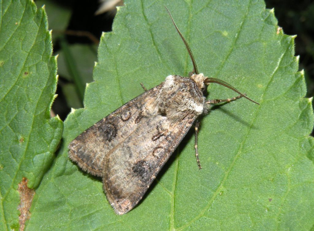 Agrotis clavis?
